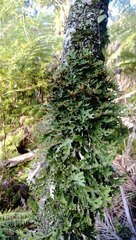 Pseudocyphellaria chloroleuca