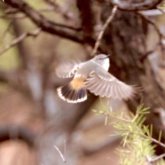 Acanthiza uropygialis