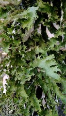 Pseudocyphellaria chloroleuca