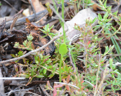Eriochilus dilatatus