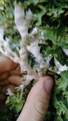 Pseudocyphellaria chloroleuca
