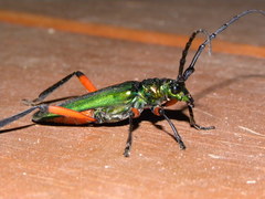 Plinthocoelium suaveolens