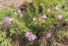 Penstemon auriberbis