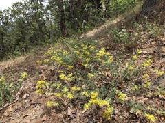 Acmispon decumbens