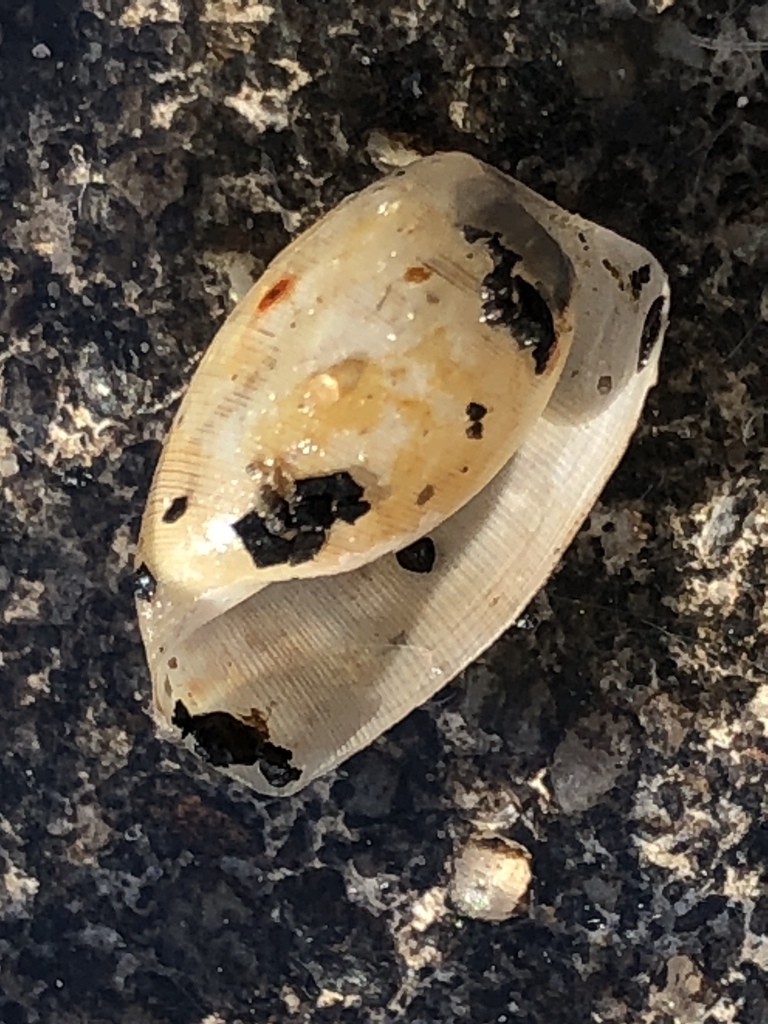 Haminella