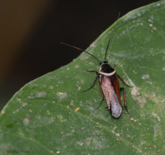 Pseudomops guerinianus