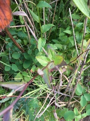 Campanula prenanthoides