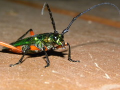 Plinthocoelium suaveolens