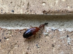Ampulex ferruginea