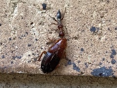 Ampulex ferruginea