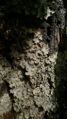 Pseudocyphellaria montagnei image