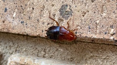 Parcoblatta fulvescens
