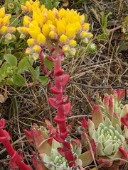 Dudleya caespitosa