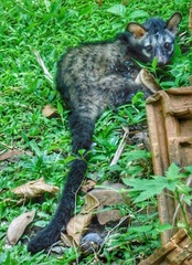 Paradoxurus hermaphroditus