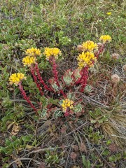 Dudleya caespitosa