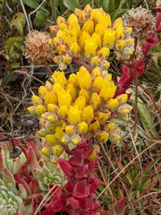 Dudleya caespitosa