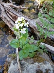 Cardamine cordifolia