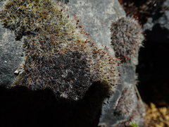 Grimmia trichophylla
