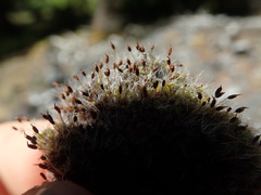 Grimmia trichophylla