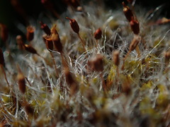 Grimmia trichophylla