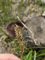 Carex praticola