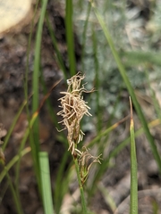 Carex praticola