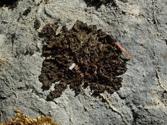 Lathagrium fuscovirens