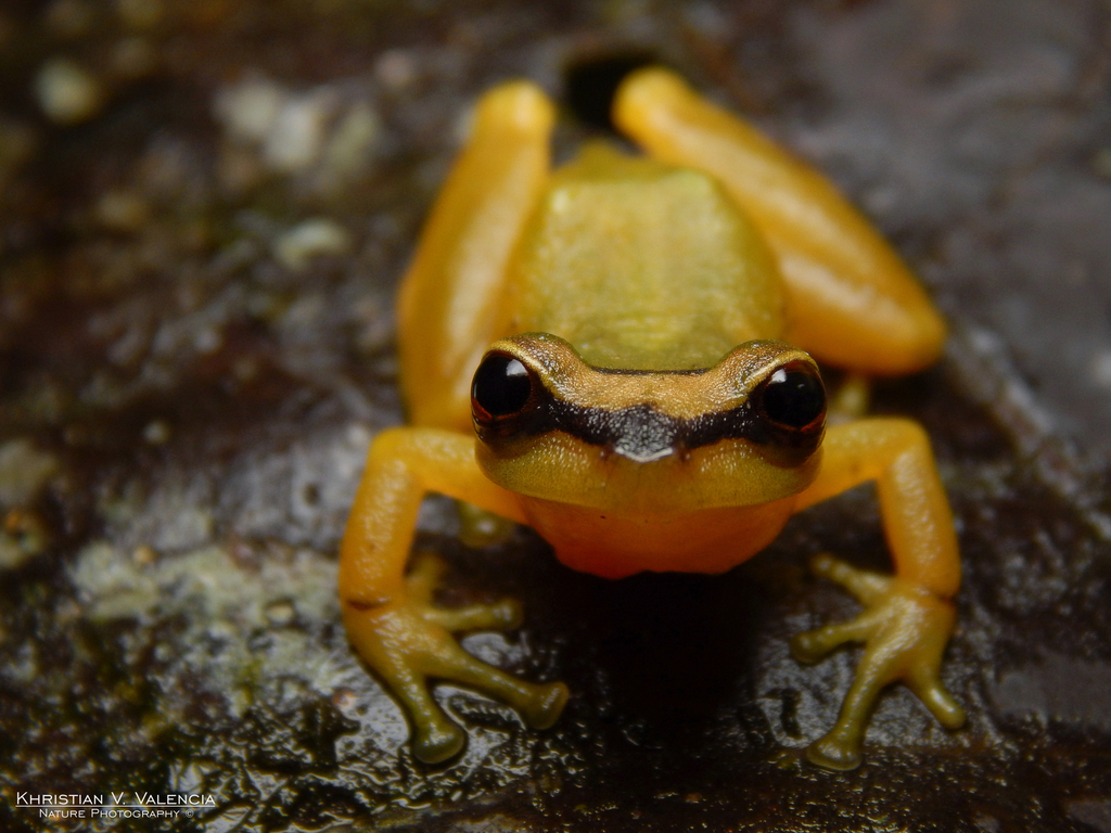 Pristimantinae