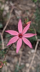 Ipomopsis aggregata bridgesii