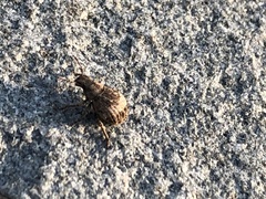 Pseudocneorhinus obesus