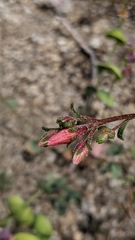 Ipomopsis aggregata bridgesii