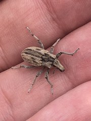 Apleurus angularis