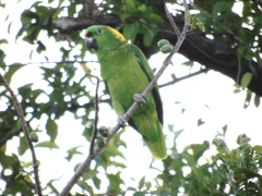 Yellow-Naped Amazon photo 4
