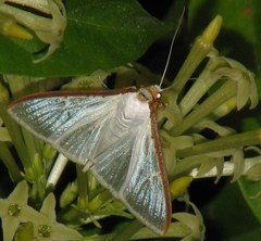 Cydalima