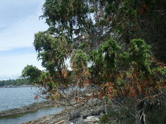 Juniperus maritima