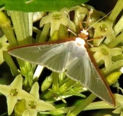 Cydalima