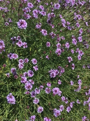 Glandularia lilacina