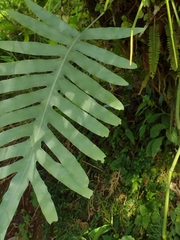 Phlebodium pseudoaureum