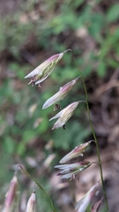 Melica stricta