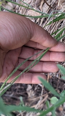 Melica stricta