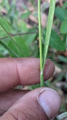 Melica stricta