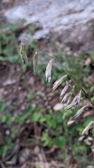 Melica stricta