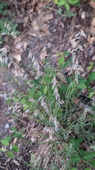 Melica stricta