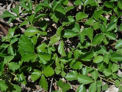 Causonis trifolia