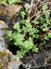 Galium texense