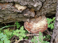 Fomitopsis schrenkii