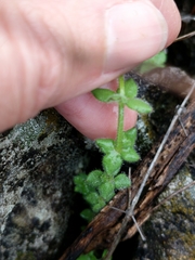 Galium texense