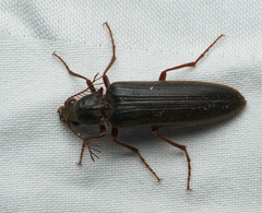Cebrioninae