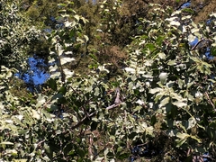Thryomanes bewickii