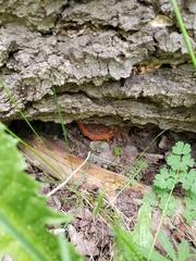 Fomitopsis schrenkii